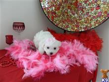 maltese puppy posted by Elegant Babies